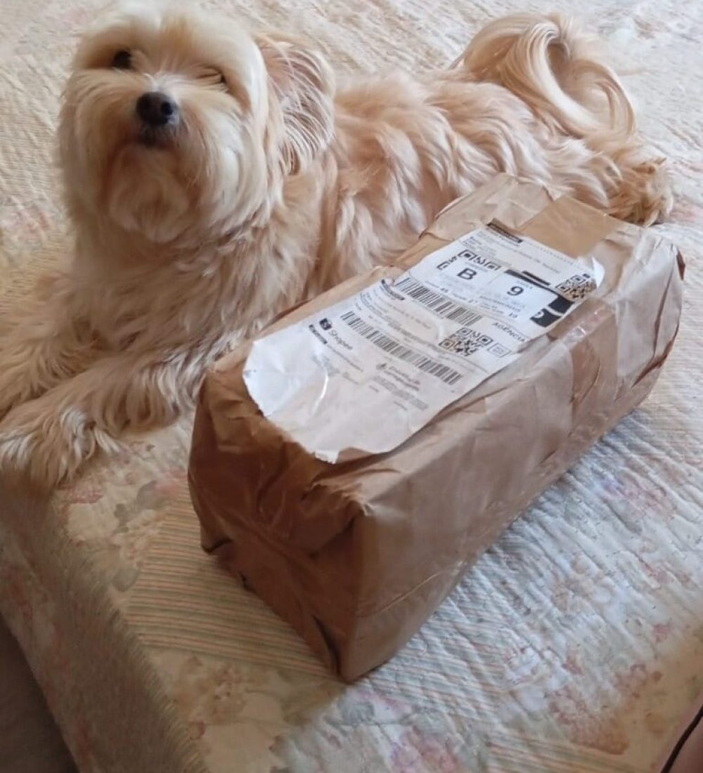 Bento avisando que chegou mais encomenda da shopee