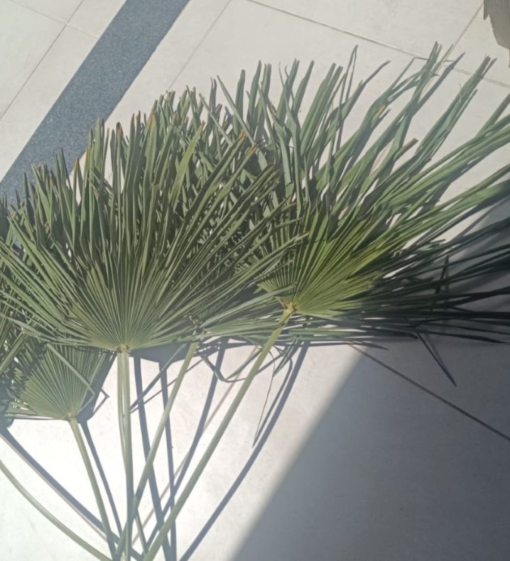 Uma limpeza em algum quintal