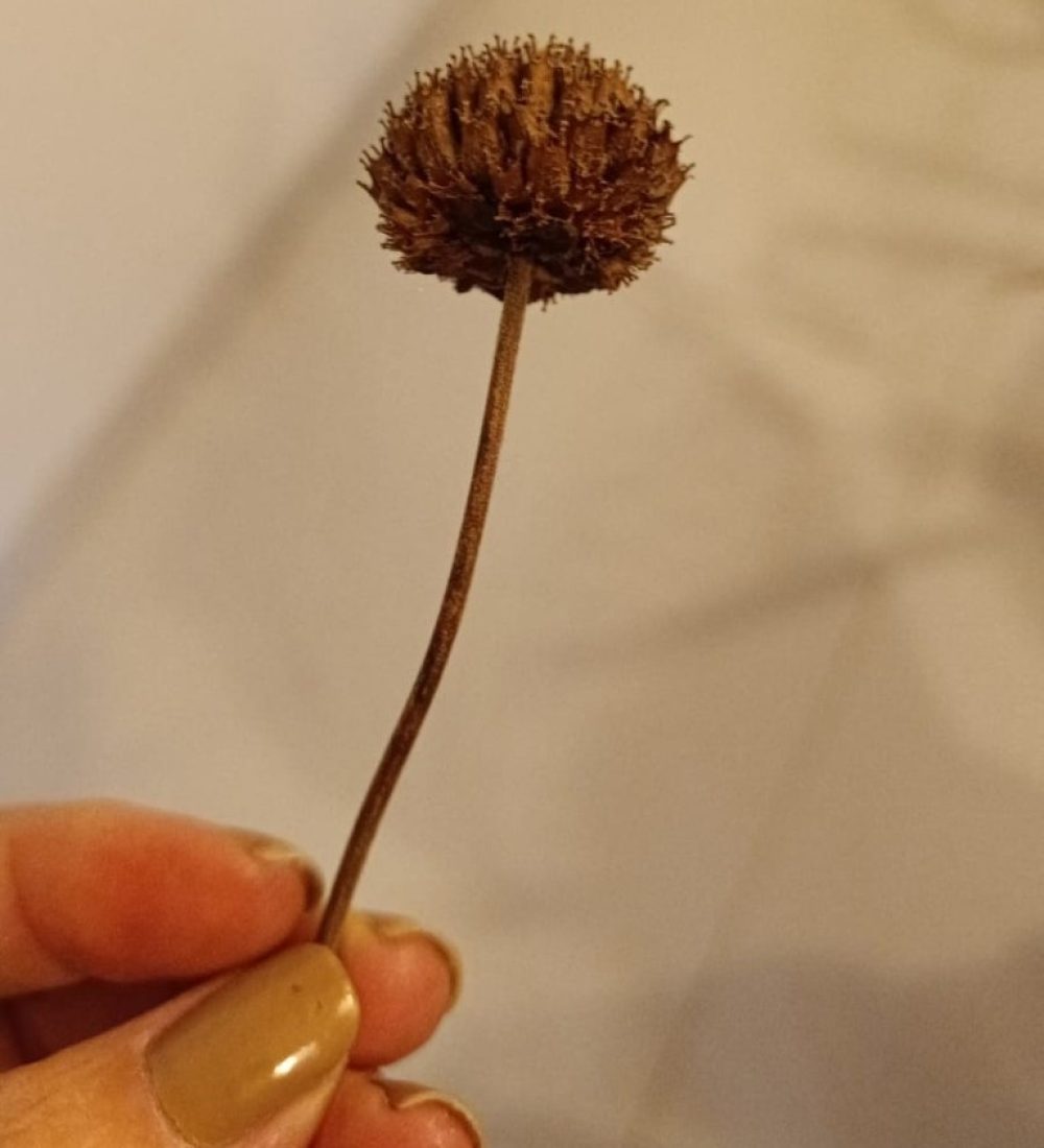 Mandando no grupo pedindo opinião