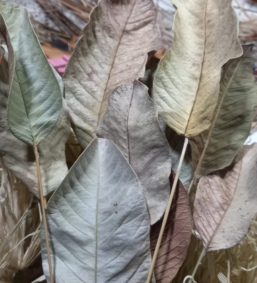 Mais limpeza em algum quintal